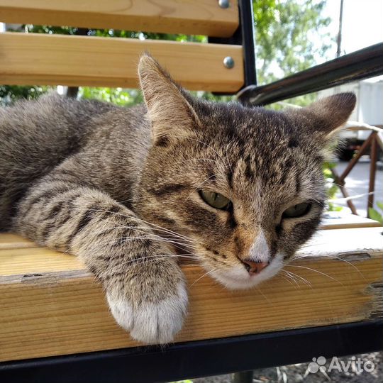 Котик-обнимашка