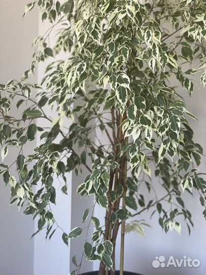 Фикус бенджамина большой