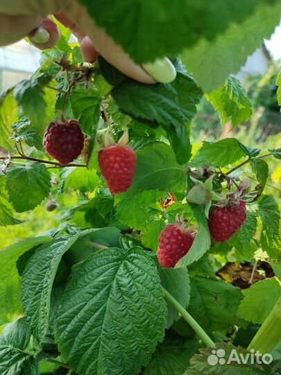 Ремонтантная малина