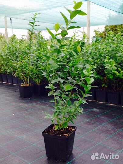 Голубика розница/опт саженцы в ассортименте