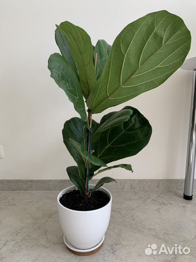 Лирата фикус