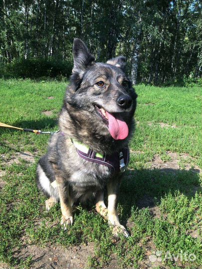 Добрейшая собака 6 лет не выходила из вольера