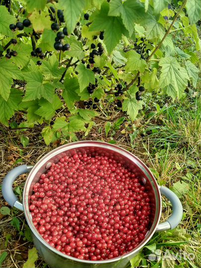 Ягоды красной смородины