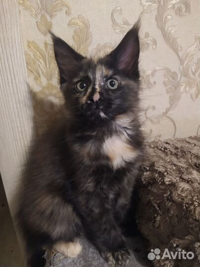 Котенок мейн-кун девочка