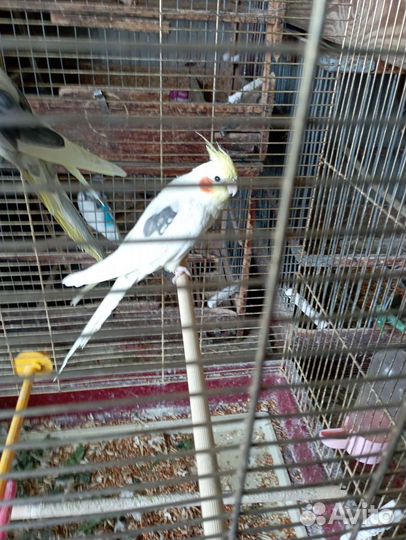 Попугай корелла