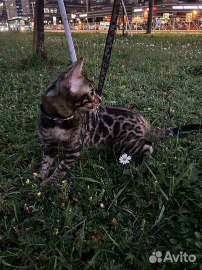 Бенгальский кот вязка