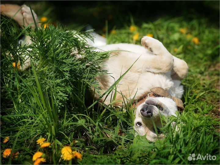 Щенок в добрые руки