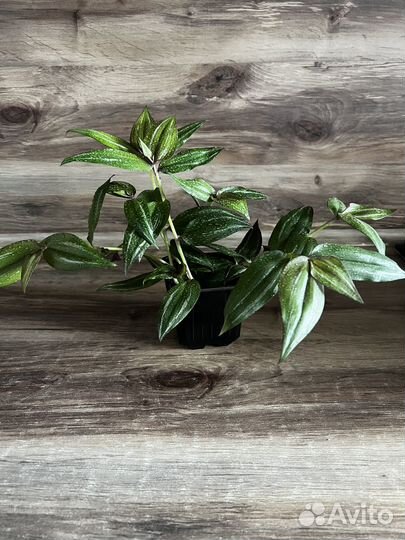 Традесканция