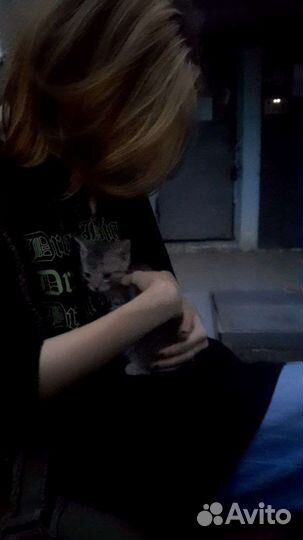 Котята бесплатно