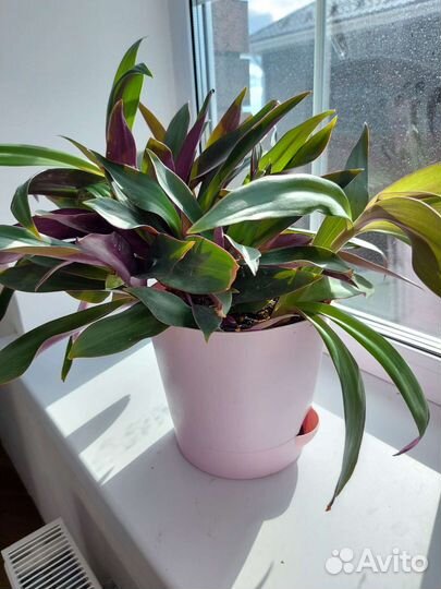 Традесканция рео