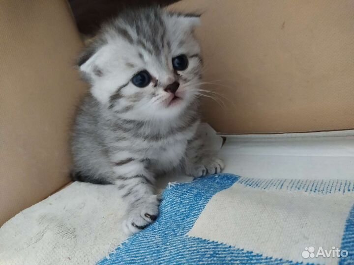 Шотландские вислоухие котята
