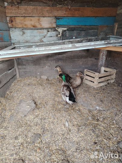 Подсадные утки