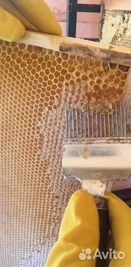 Мёд майский разнотравие гречиха 2023