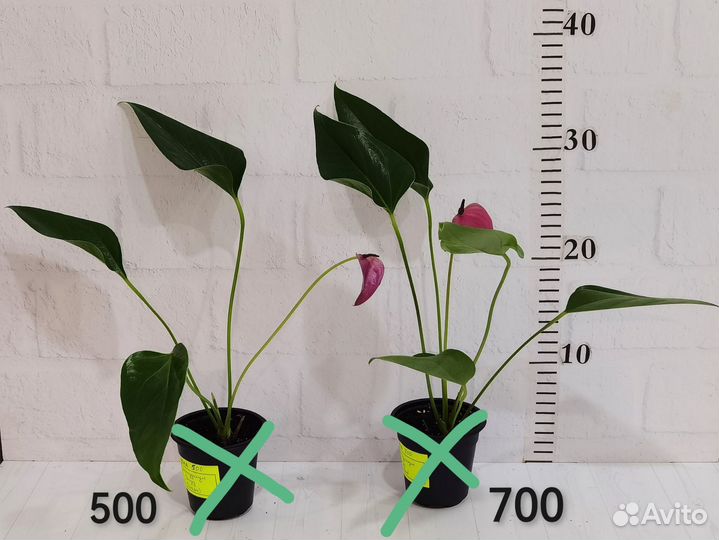 Антуриум сорт Zizou / Зизу, комнатные растения