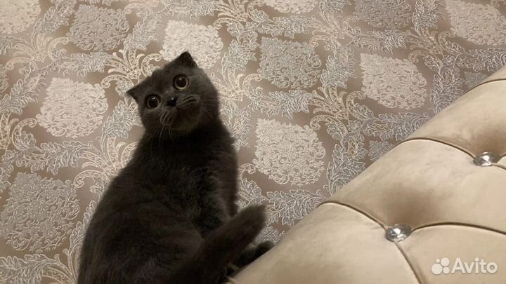 Британская вислоухая кошка