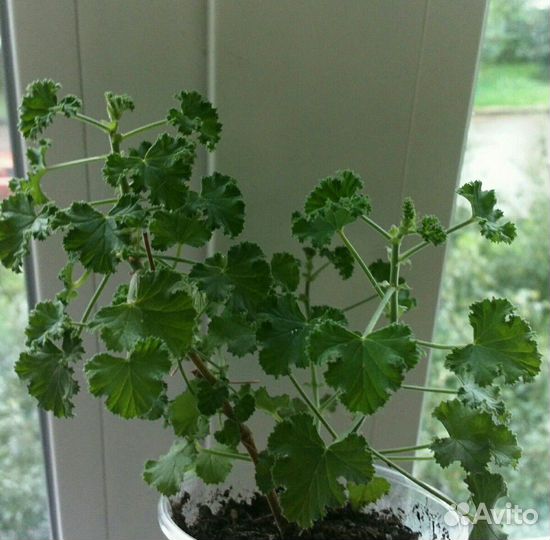 Пеларгонии душистые сортовые