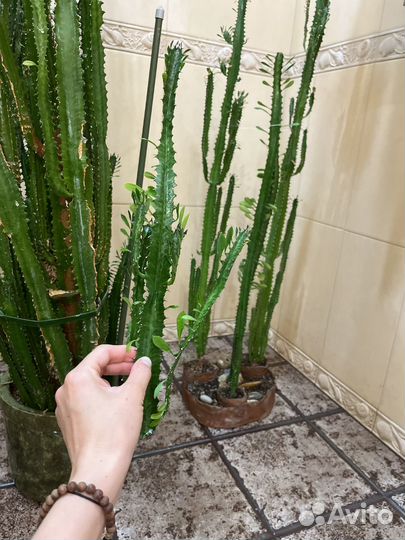 Молочай трехгранный