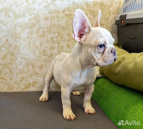 Фанцузский бульдог платина