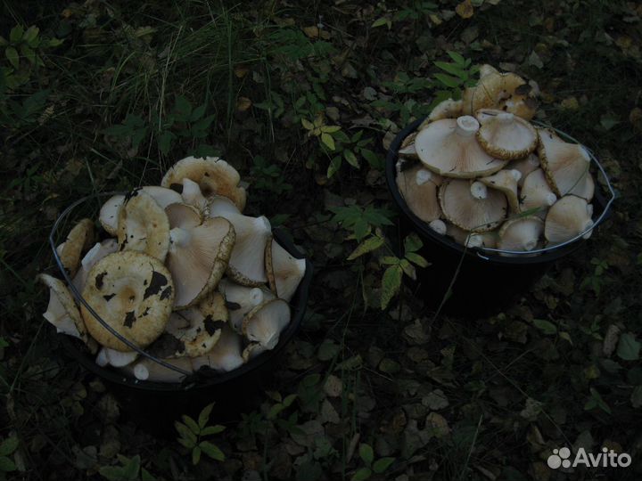 Грибы грузди свежие