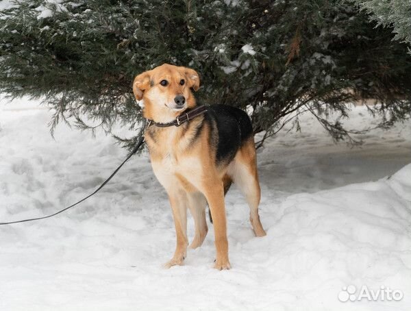 Весёлая ласкуша Джампи в добрые руки
