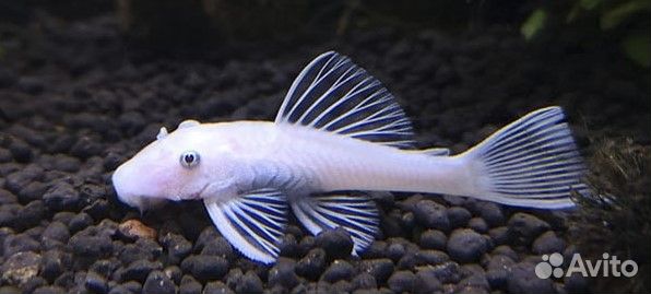 Сом Анциструс (снежок)