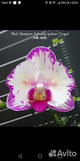 Орхидея сортовая Бабочка