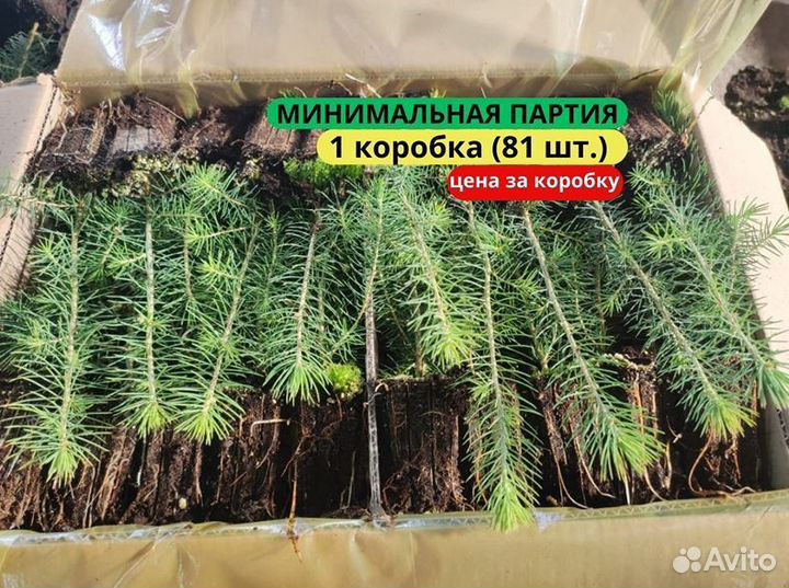Сеянцы сосны зкс