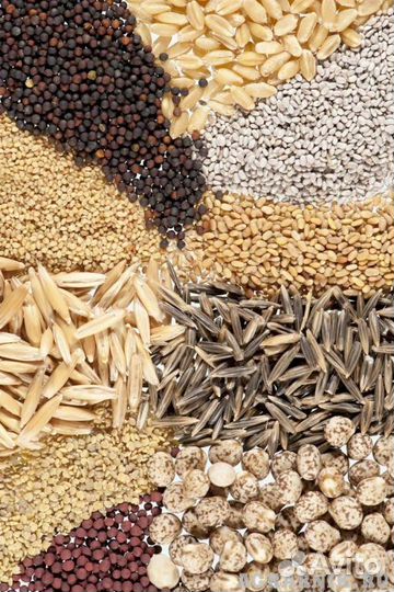 Семена многолетних трав(кострец, люцерна,клевер,эц