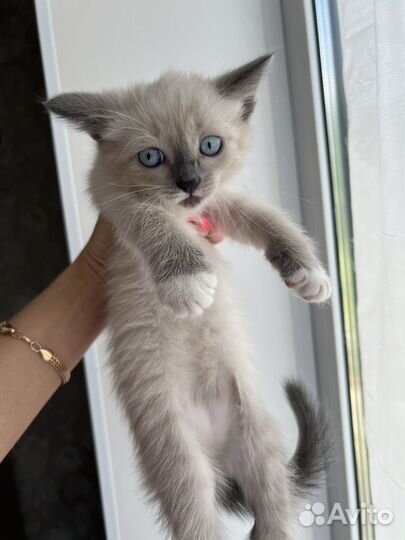 Невская маскарадная