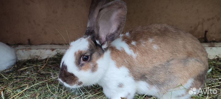 Продам крольчат