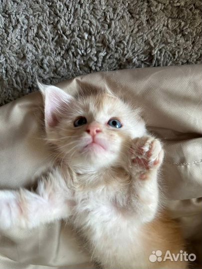 Котятки Мейнкунчики