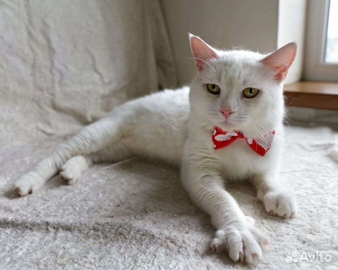 Котик в добрые руки