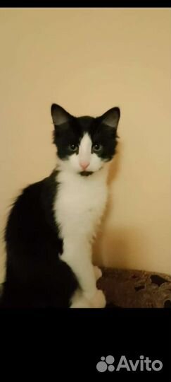 Кошка