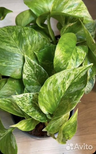 Эпипремнум марбл квин