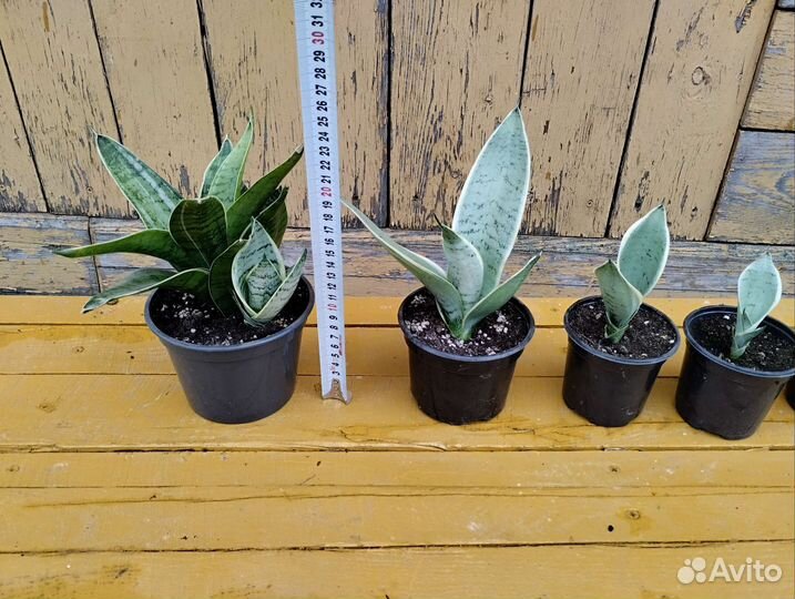 Сансевиерия Ханни Крем