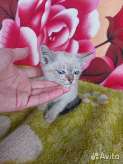 Кошки