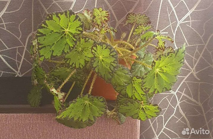 Цветы для дома