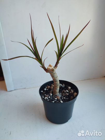 Драцена маргината