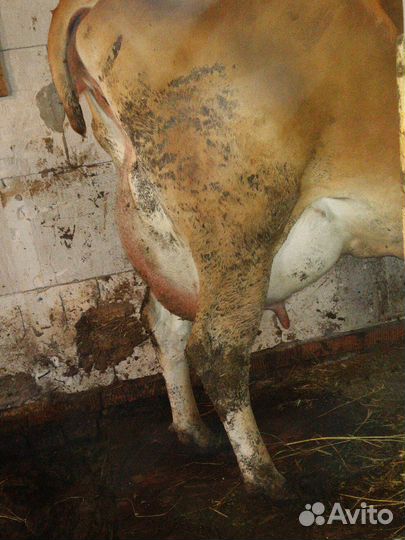 Бычок Джерси