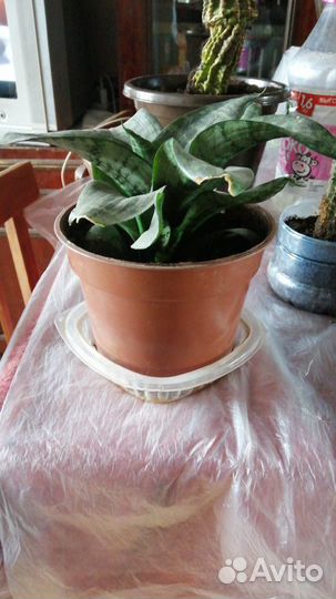 Домашние цветы