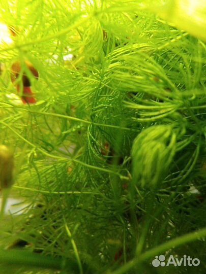 Роголистник