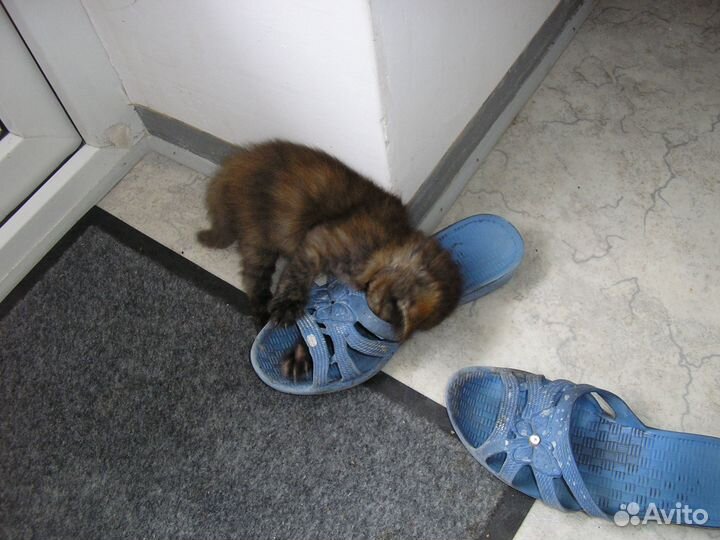 Подарю чудо котят