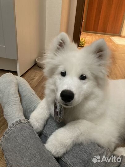 Зооняня, ситтер, выгул собак