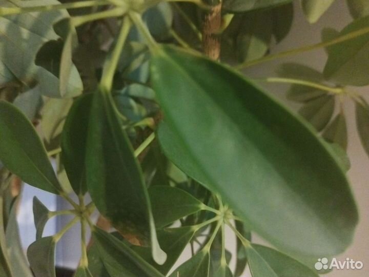 Комнатные цветы шефлера