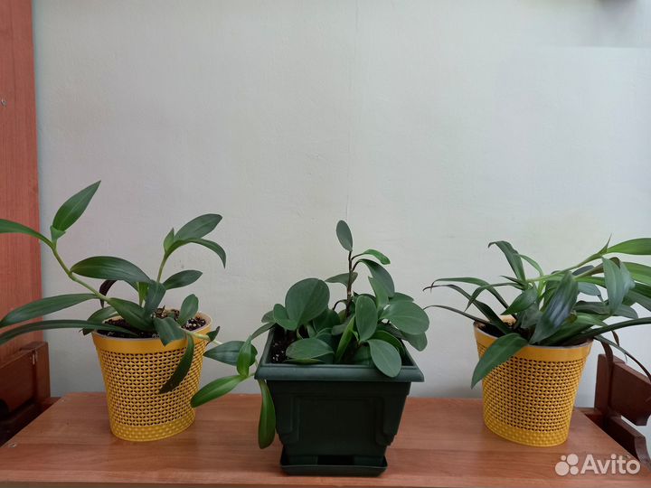Продам цветы комнатные