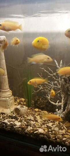 Аквариумные рыбки, Цихлиды, Еллоу