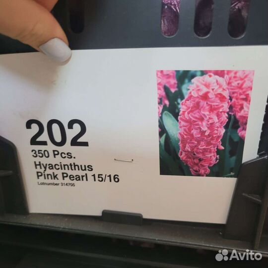 Луковицы гиацинтов