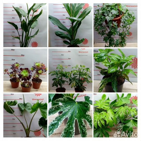 Комнатные растения в ассортименте