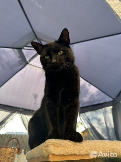 Котенок в дар