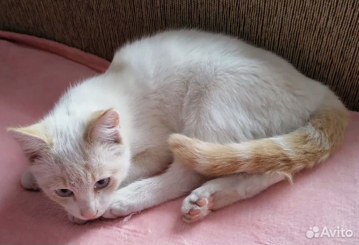 Котенок найден на улице